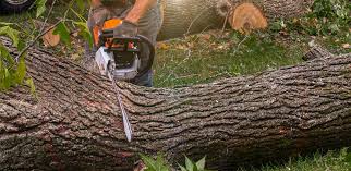 Best Hazardous Tree Removal  in Four Cners, OR