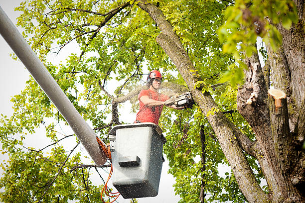 Best Fruit Tree Pruning  in Four Cners, OR